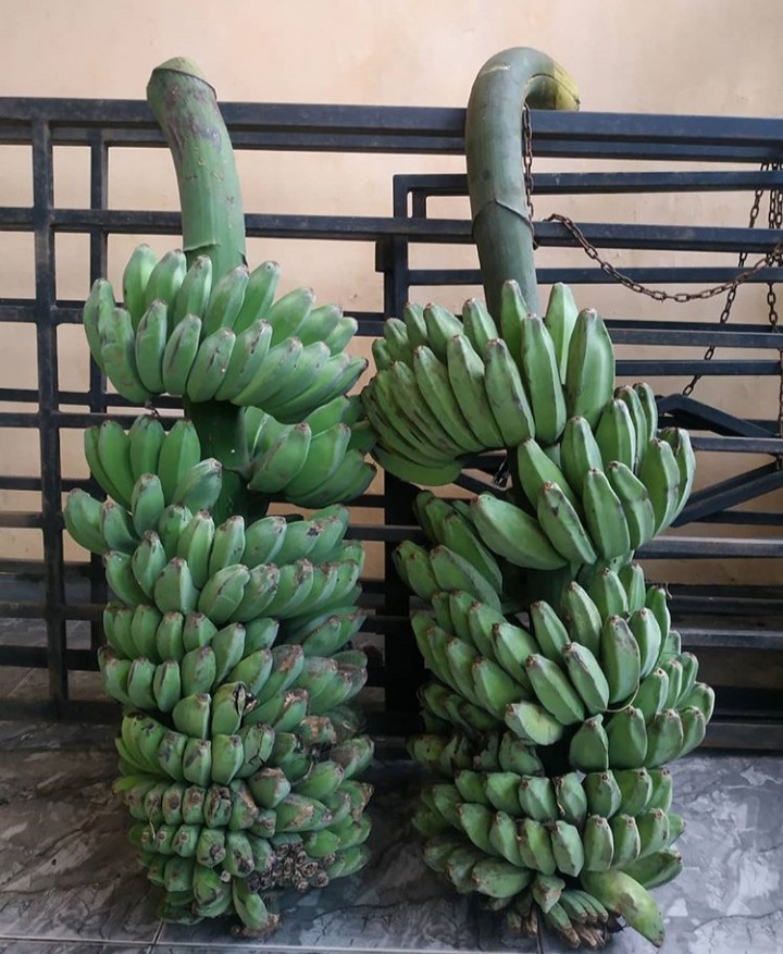 Kami siap kirim smua jenis pisang dari petani Lumajang, kusus daerah Jawa Timur