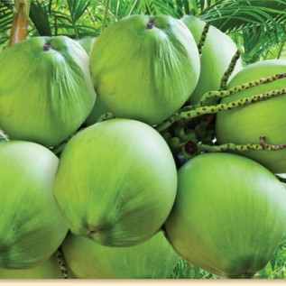 SUPLIER KELAPA MUDA