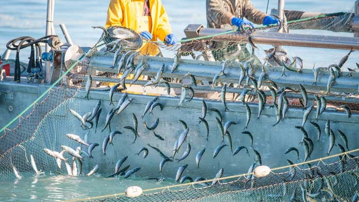 Dicari Investor untuk mendanai usaha penangkapan dan distribusi ikan