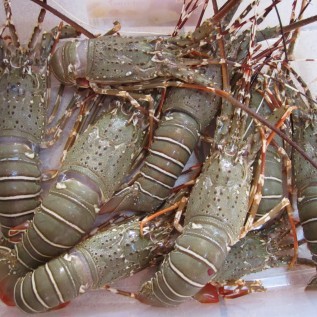 Budidaya lobster Terpercaya