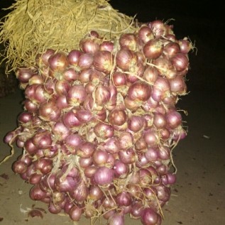 Bawang merah khas Probolinggo 