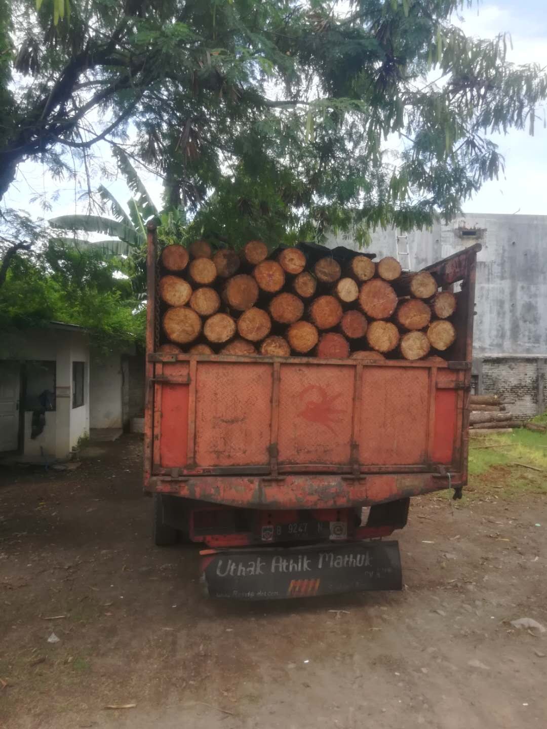 Dicari SUPPLIER Kayu Log Pinus