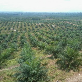 jasa pembuatan kebun kelapasawit