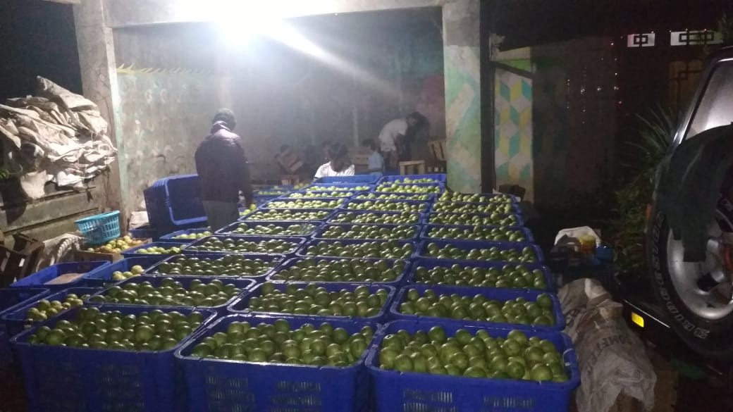 Jambu Biji Merah