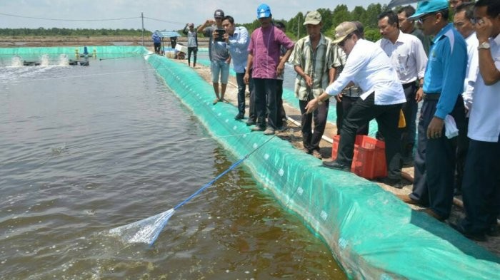 Di Butuhkan Investor Budidaya Udang dan ikan