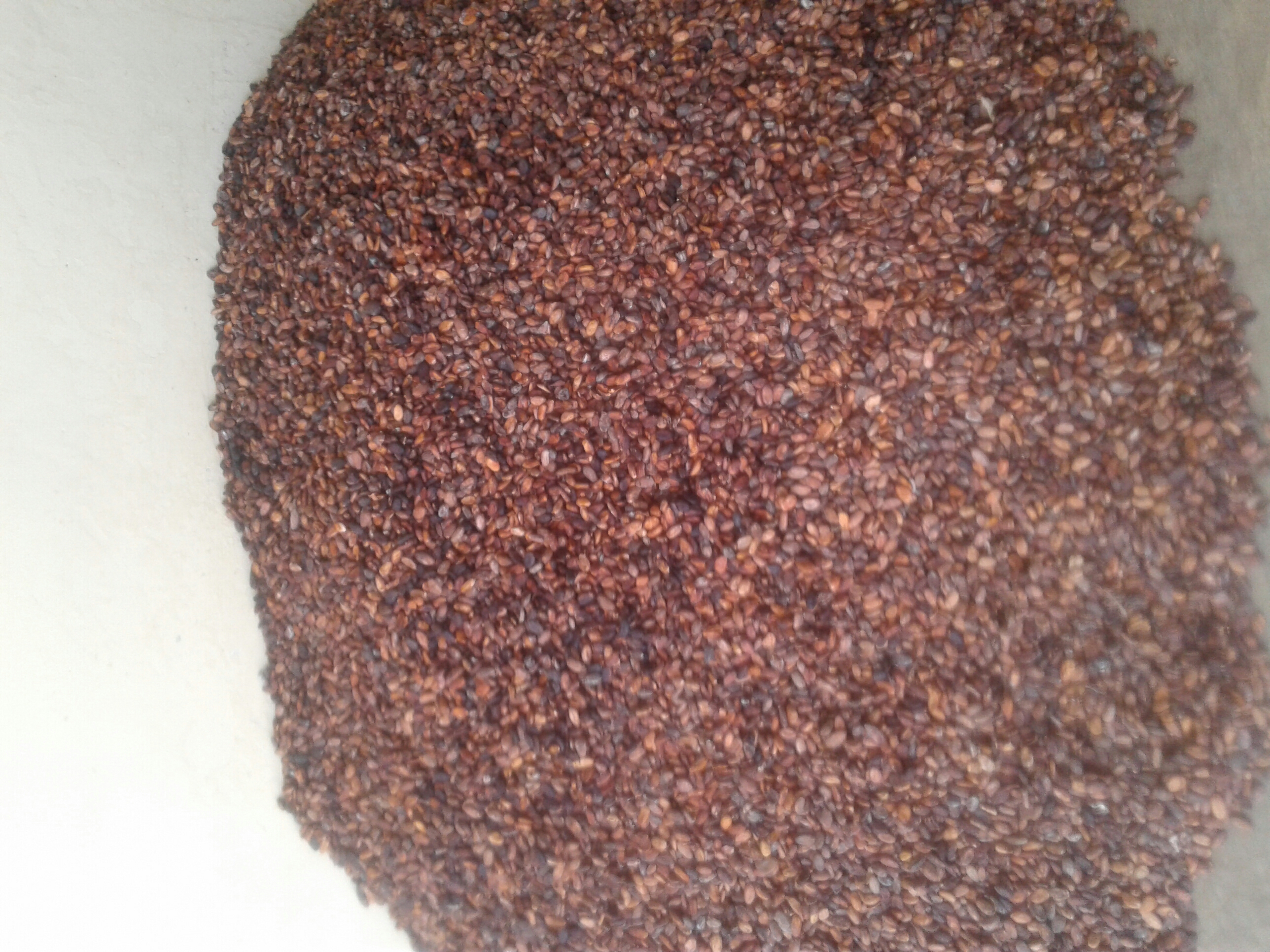 jual - beli biji coklat