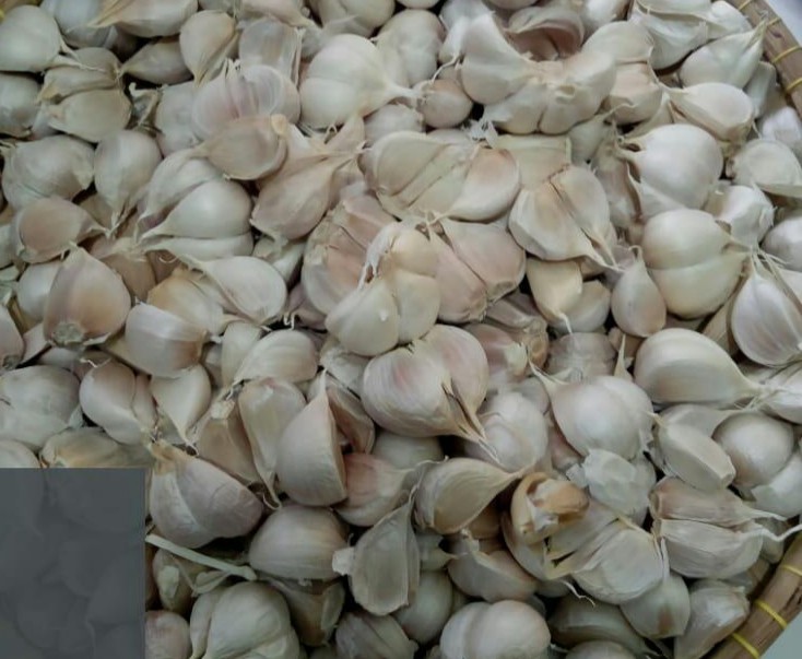 Bawang Putih
