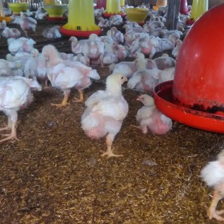 Kerjasama pembesaran ayam pedaging