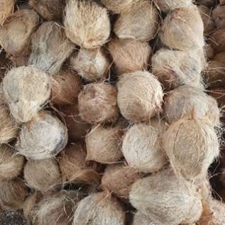 Beli kelapa tua
