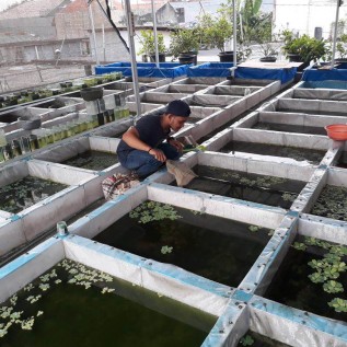 Butuh Investor Ikan Hias (Pasar Sudah Jelas)