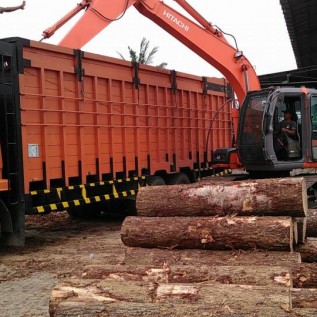 Cari kerja sama angkut- jual kayu pinus Medan