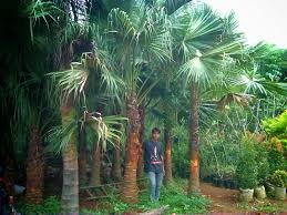 087777643603 syamsudin